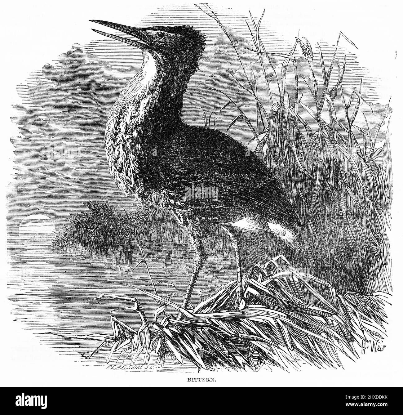 Incisione di un bittero eurasiatico o di un grande bittero (Botaurus stellaris) Foto Stock