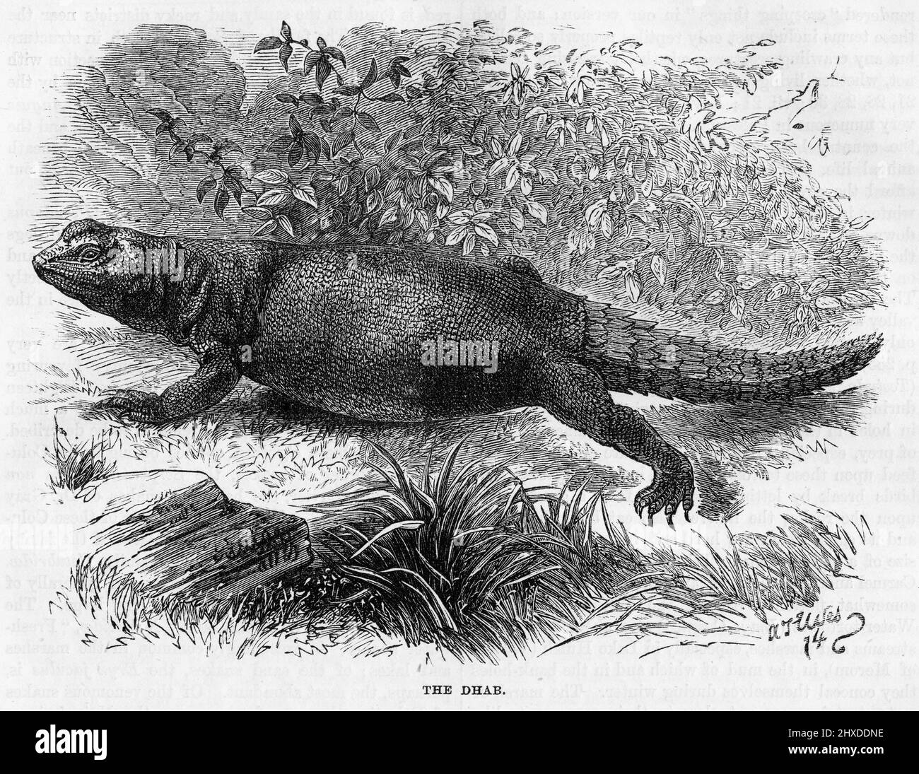 Incisione di una lucertola di Uromastyx, un genere di lucertole di agamide africane e asiatiche, le cui specie membro sono comunemente chiamate lucertole dalla coda spinosa, uromastyces, mastigures, o lucertole dabb. Foto Stock