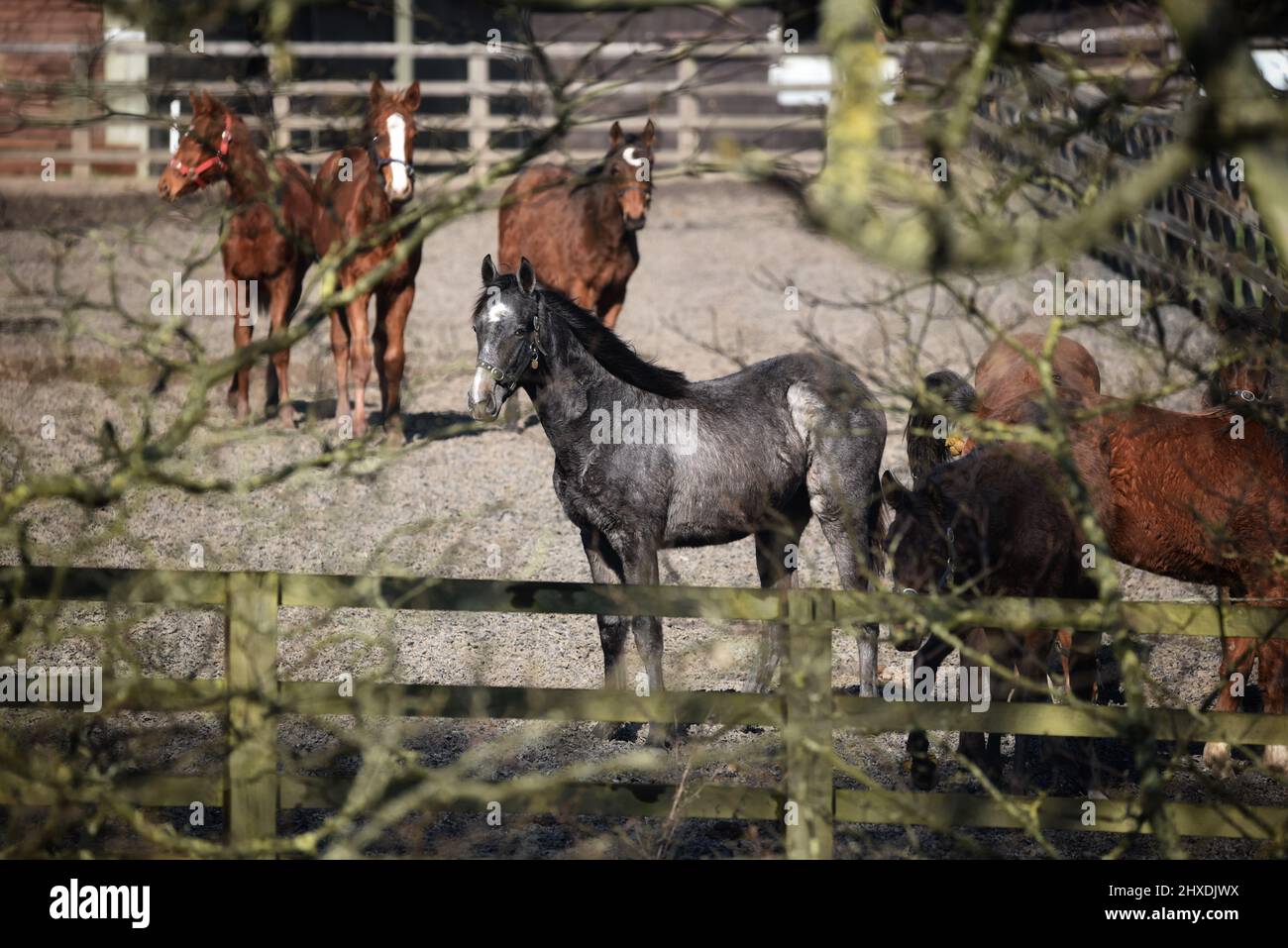 Ritratto di Thoroughbreds fallo nel campo Foto Stock