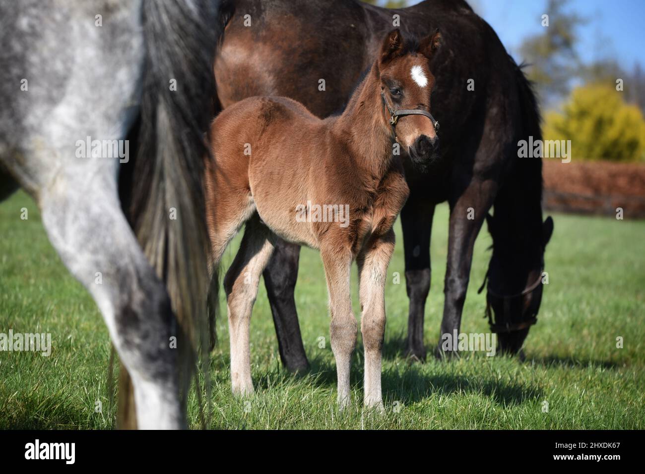 Ritratto di Thoroughbreds fallo nel campo Foto Stock