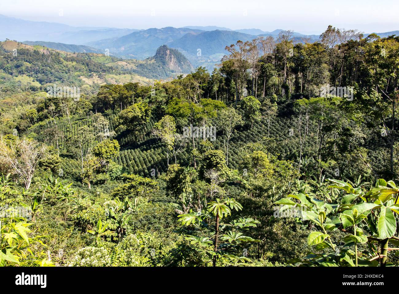 Paesaggio di coltivazione del caffè, Concepción del Norte, Honduras Foto Stock