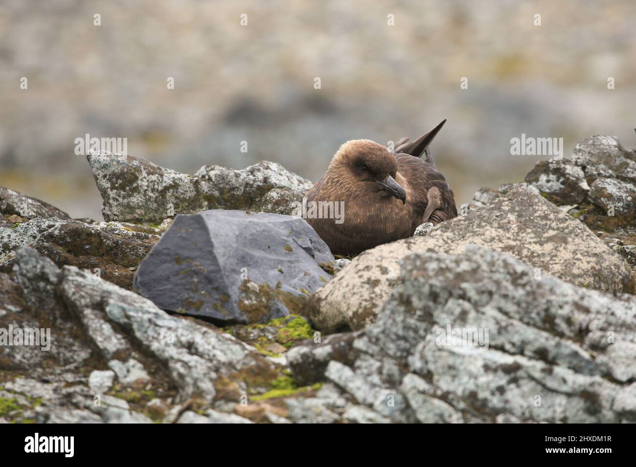 Uccello Skua seduto su un nido sulla costa rocciosa di Half Moon Island, Antartide. Questo uccello predatore predatorio predica sui pulcini dei pinguini. Foto Stock