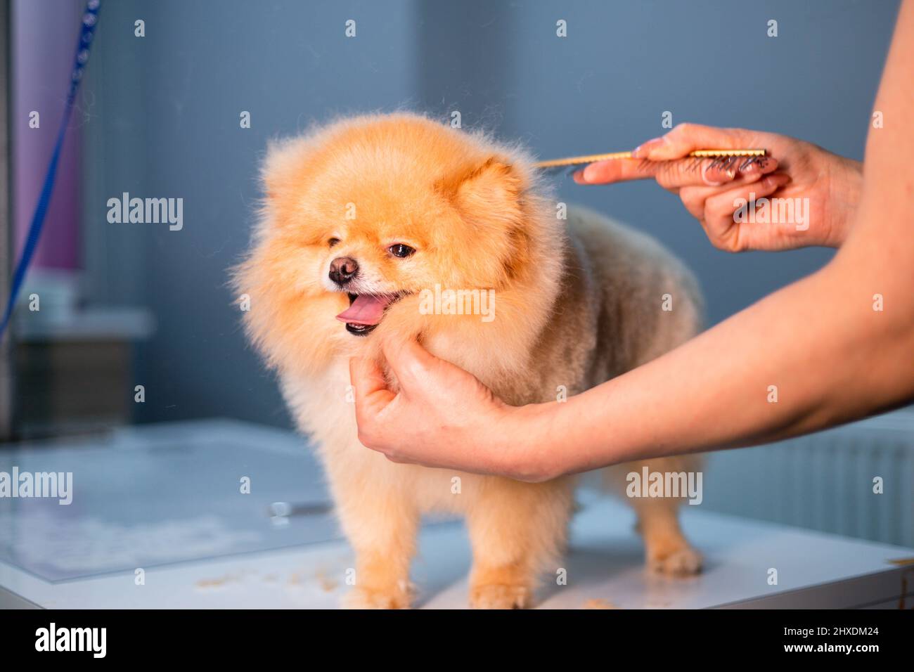 Pomeranian piccolo carino cucciolo cane rasato Foto Stock
