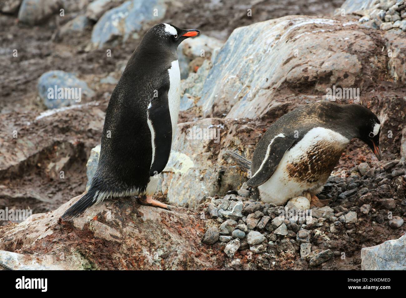 Un paio di pinguini Gentoo si salutano dopo che quello pulito ritorna dall'oceano alla base antartica di González Videla. Foto Stock