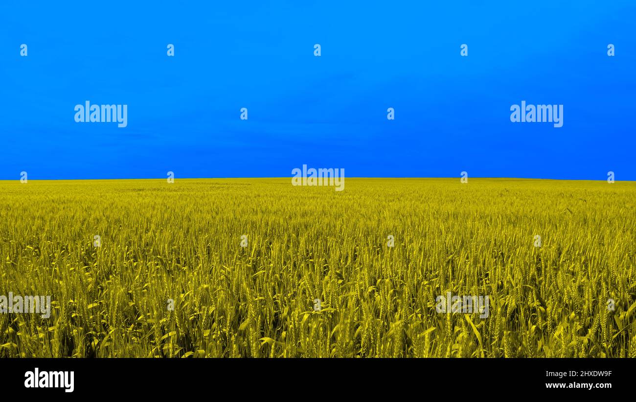 Un campo di grano giallo e blu di spikelets con spazio di copia. Ukrain in colori di bandiera a sfondo naturale. Crisi nelle relazioni internazionali, russo Foto Stock