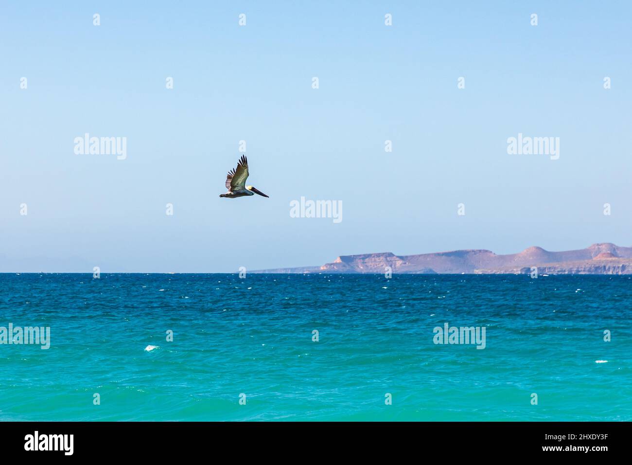 Playa El Tecolote, la Paz, Baja California sur, Messico. Pelican marrone che vola sul Golfo della California. Foto Stock