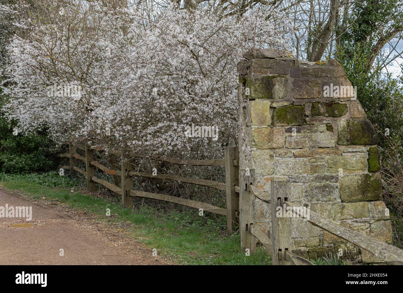 Cinta parete di un castello contro una recinzione di legno e con fiore di primavera bianco Foto Stock