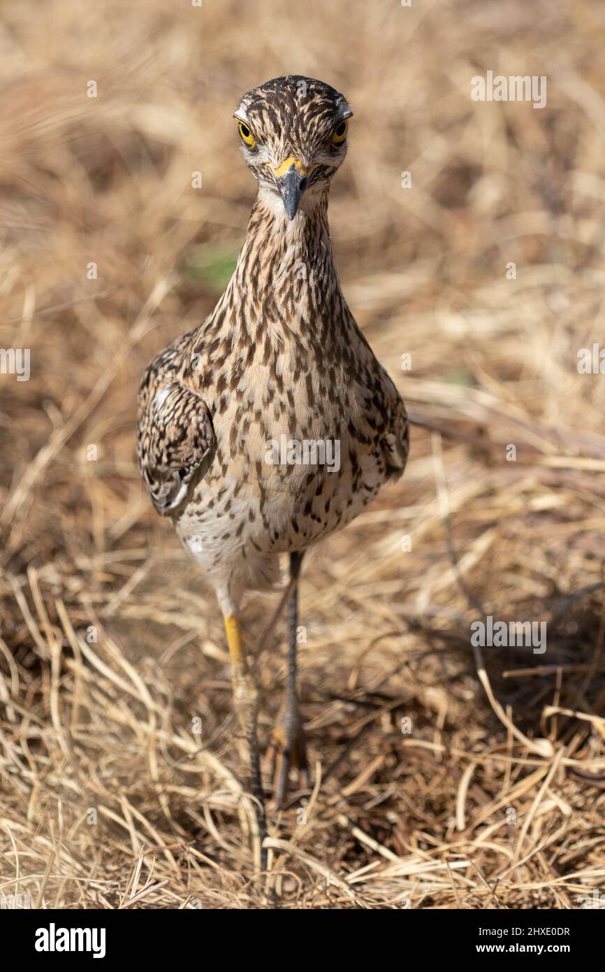 Spotted ginocchio spesso, Kruger National Park Foto Stock