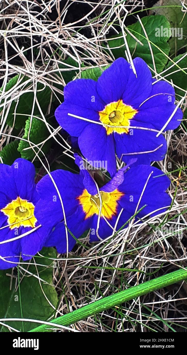Primula vulgaris, il primula comune, è una specie di pianta fiorente della famiglia Primulaceae, originaria dell'Europa occidentale e meridionale, dell'Africa del Nord Ovest Foto Stock