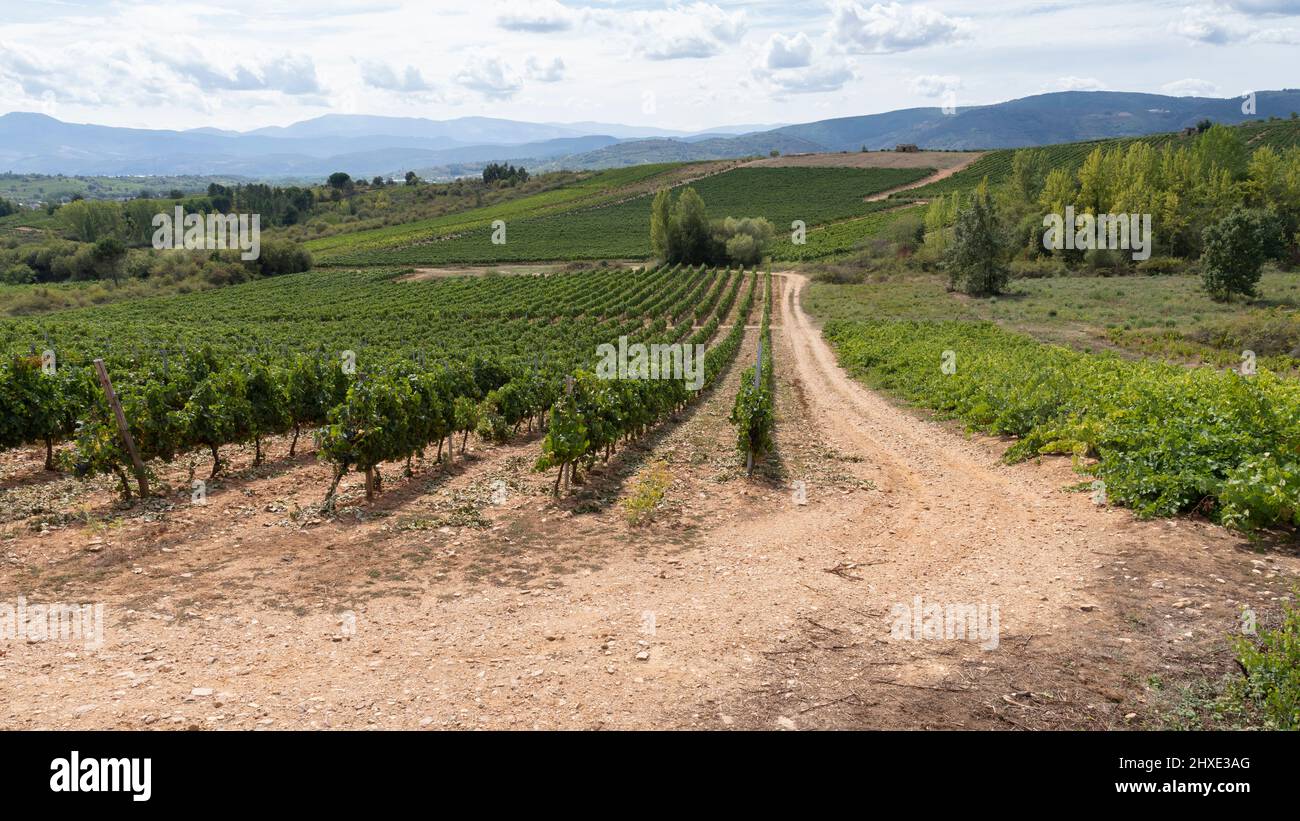 Un rigoglioso vigneto lungo il Camino Frances vicino al villaggio di Valtuille de Arriba, León, Spagna. Questo antico percorso del cammino di San Giacomo pellegrinaggio r Foto Stock