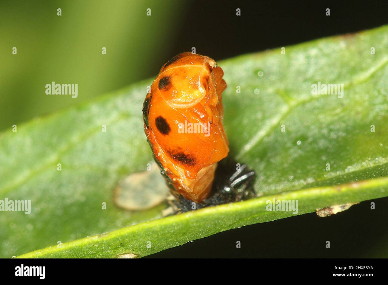 Asian (Harlequin) lady Beetle (Harmonia axyridis) Adulti e palcoscenico pupa Foto Stock