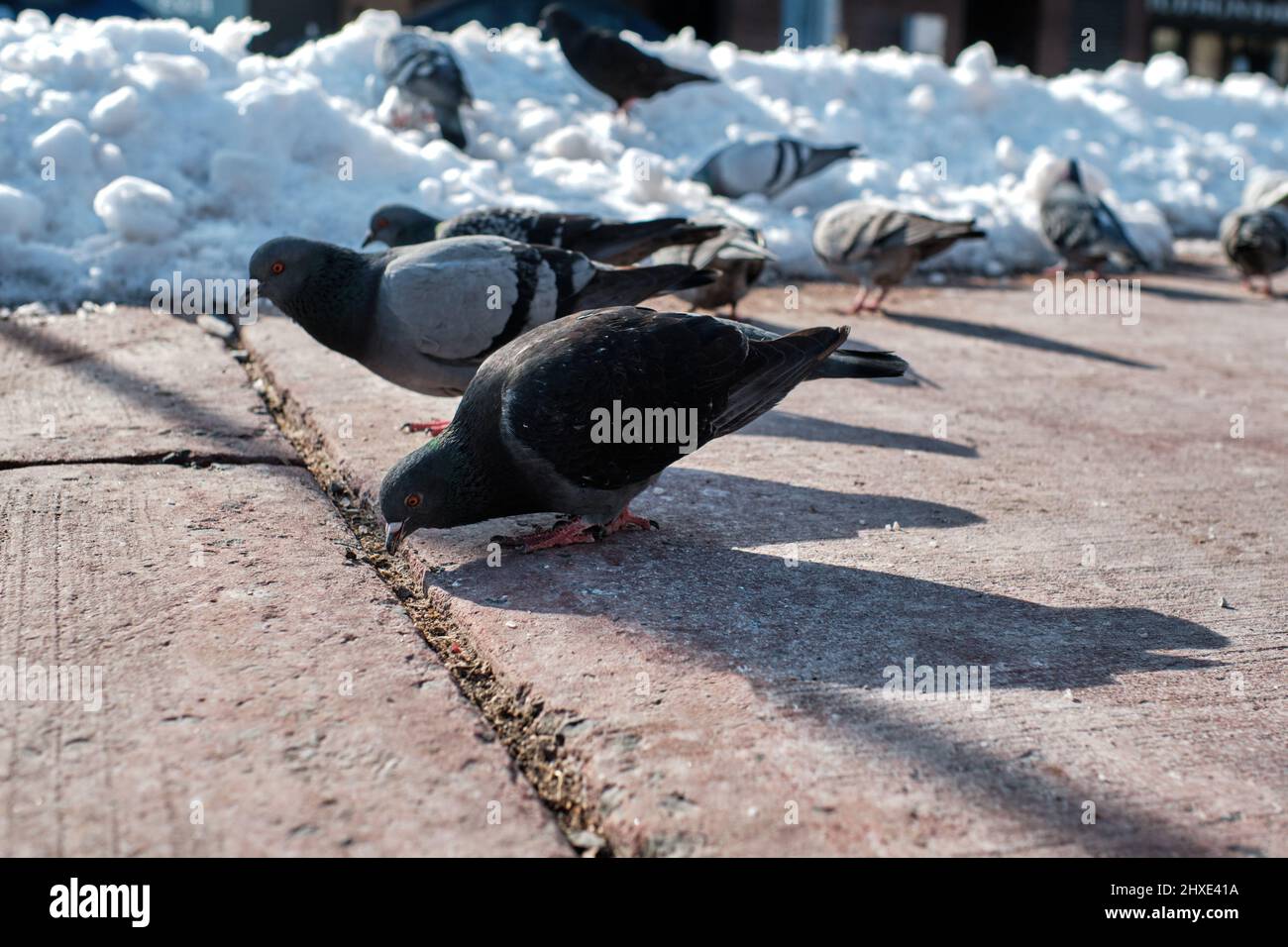 Piccioni (Columba livia) peck a semi su un marciapiede urbano in inverno. Foto Stock