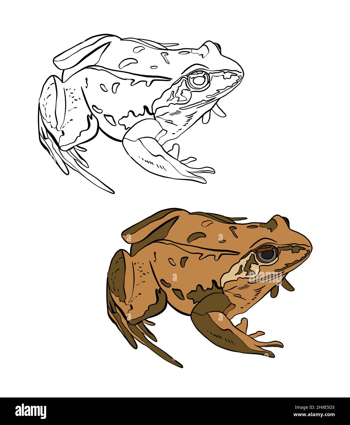 Illustrazione di un libro da colorare a colori e in bianco e nero. Disegno di una rana su sfondo bianco isolato. Illustrazione di alta qualità Foto Stock