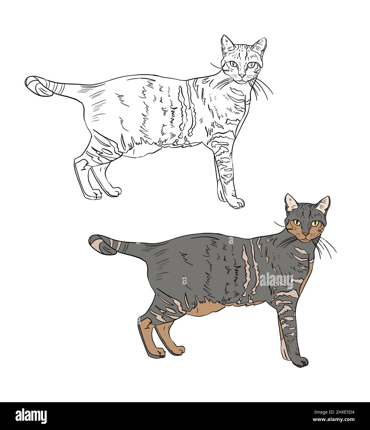 Illustrazione di un libro da colorare a colori e in bianco e nero. Disegno di un gatto su uno sfondo bianco isolato. Illustrazione di alta qualità Foto Stock