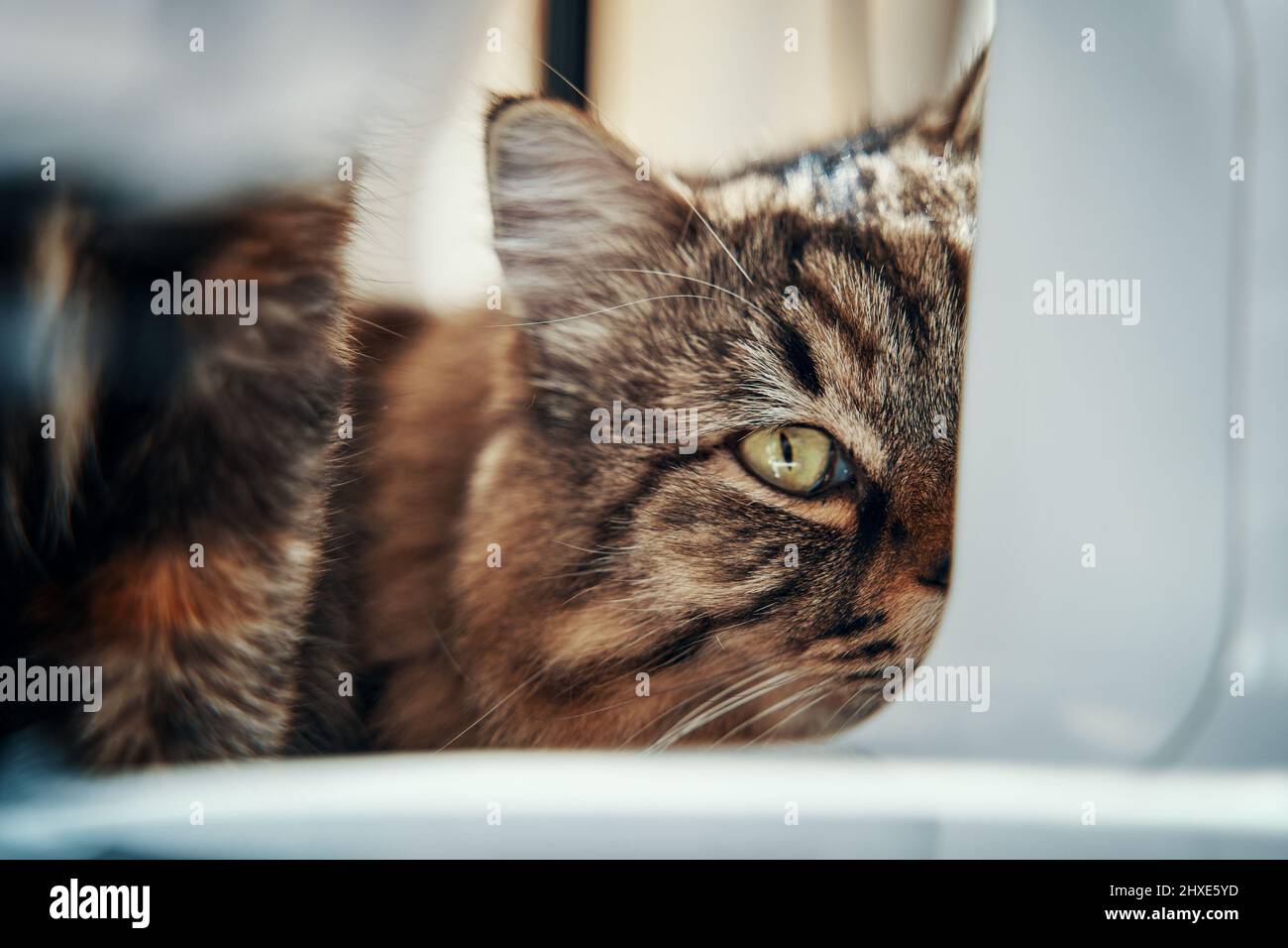 Carino gattino guardare la fotocamera con un occhio. Foto Stock