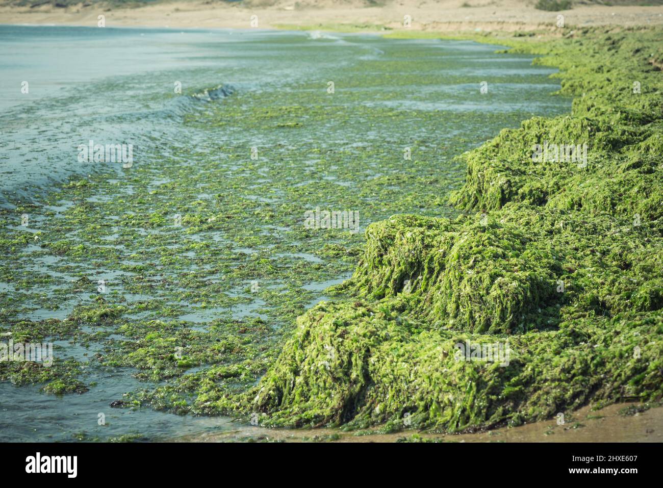 Alghe verdi (Ulva compressa) Foto Stock