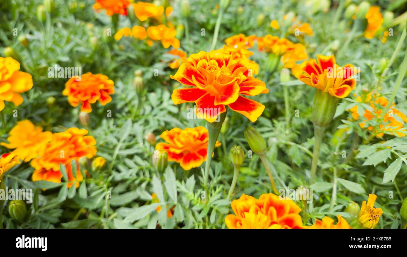 marigolds francesi nel giardino, tagetes patula, mazzo di fiori gialli dorati dai colori vivaci presi in profondità di campo poco profonda Foto Stock