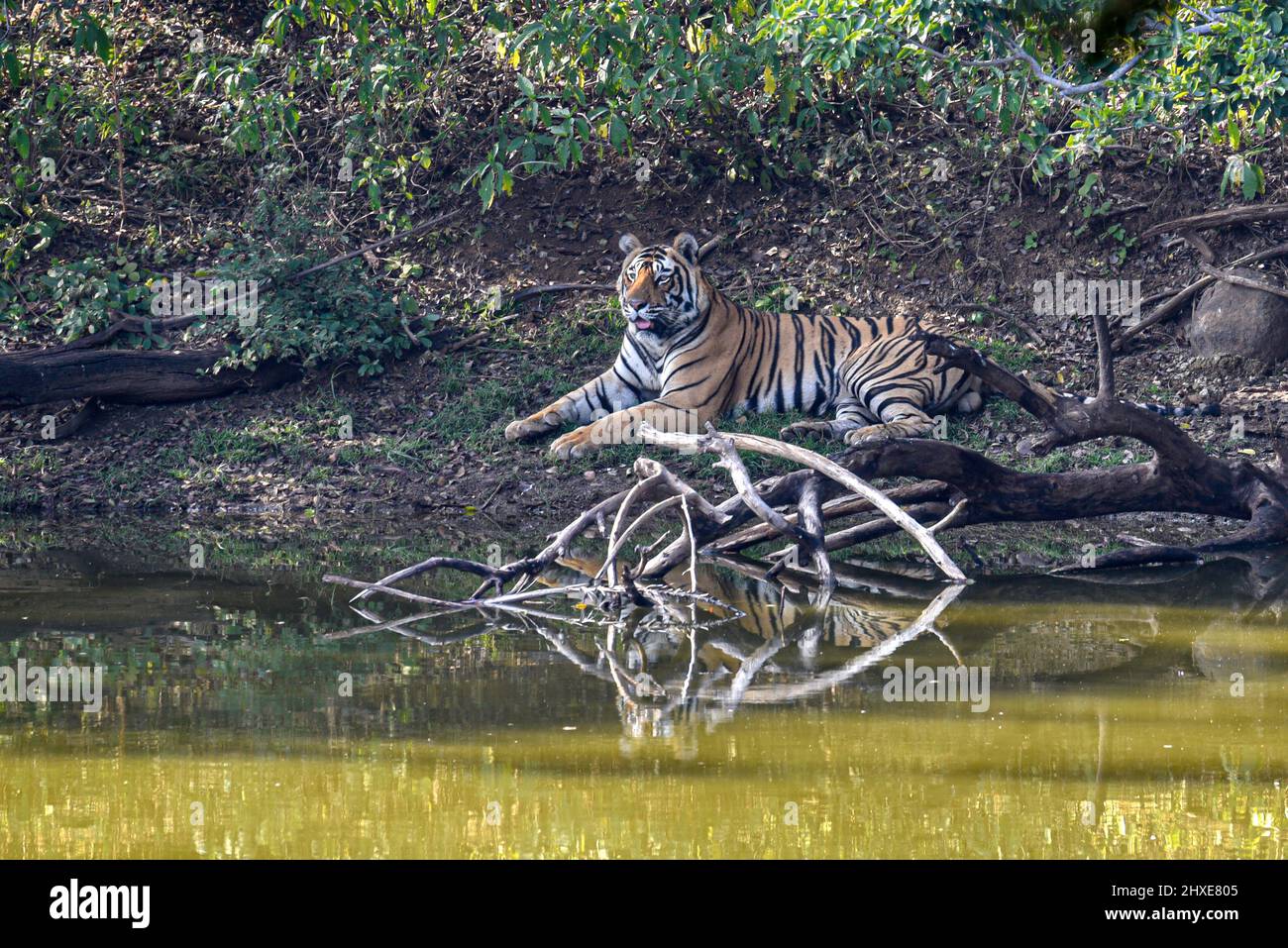 Tiger a riposo sulle rive di un lago nella foresta di Ranthambore in India del Nord. Foto Stock
