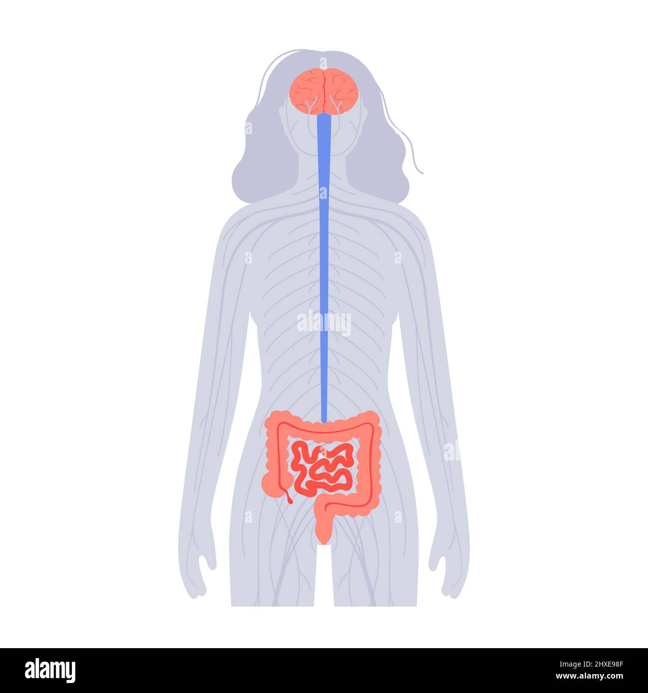 Connessione tra intestino e cervello, illustrazione Foto Stock