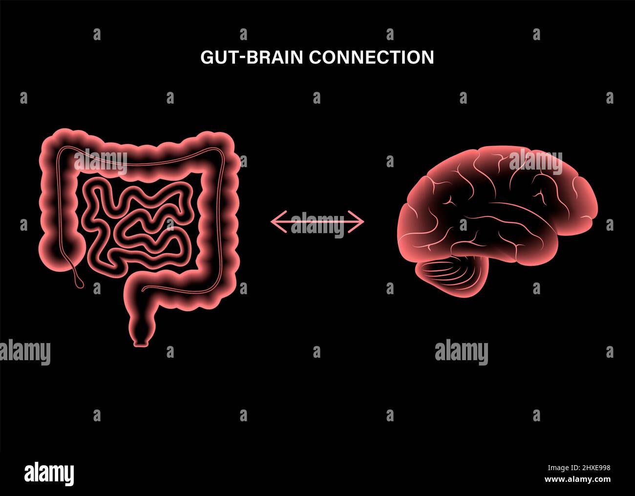 Connessione tra intestino e cervello, illustrazione Foto Stock