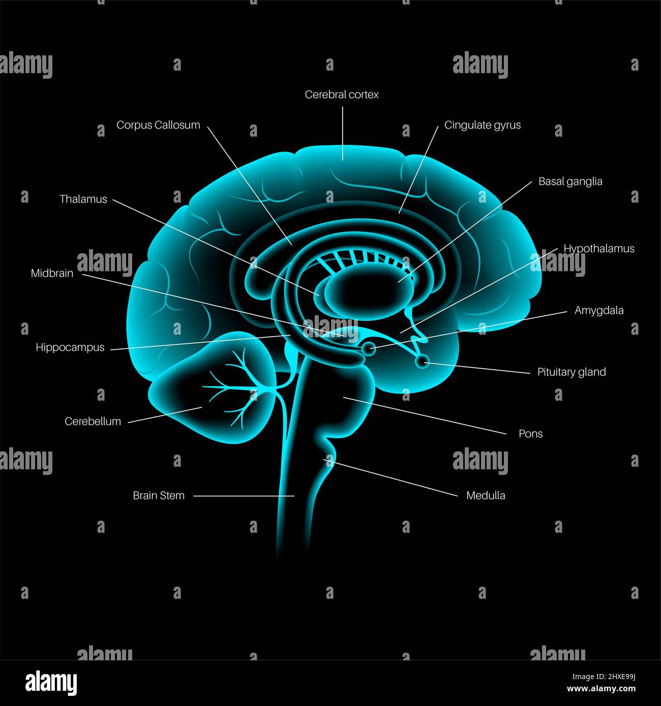 Anatomia cerebrale, illustrazione Foto Stock