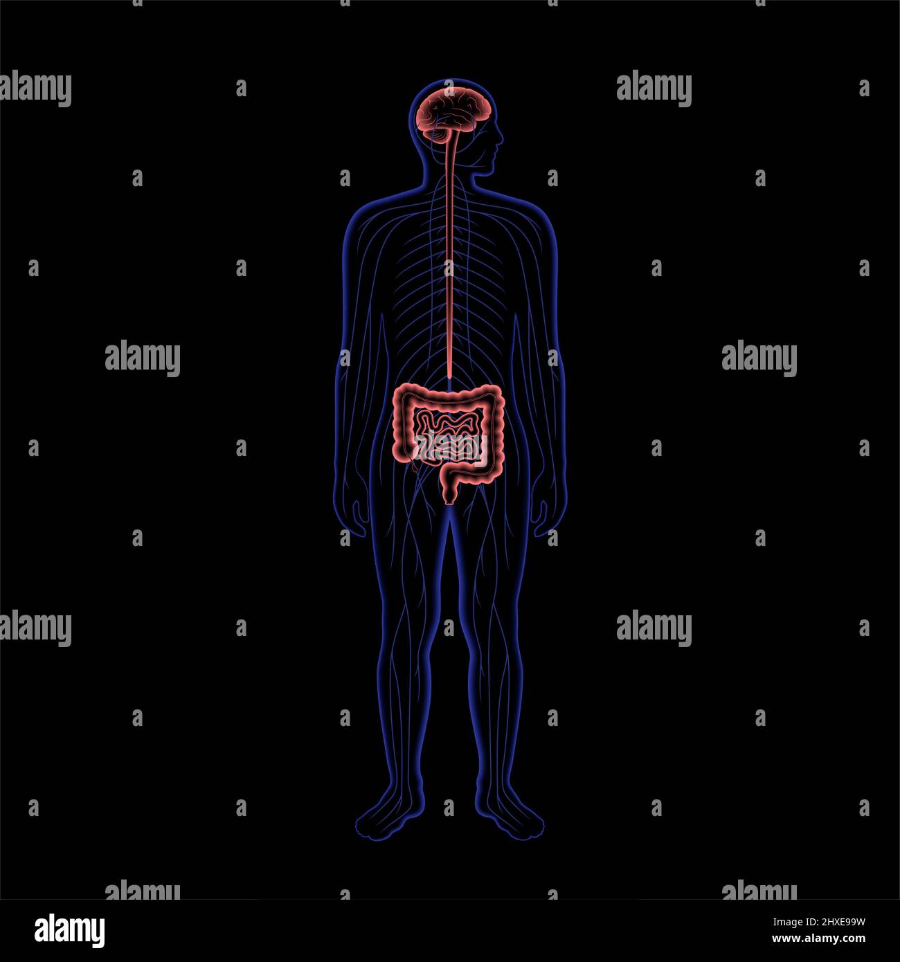 Connessione tra intestino e cervello, illustrazione Foto Stock