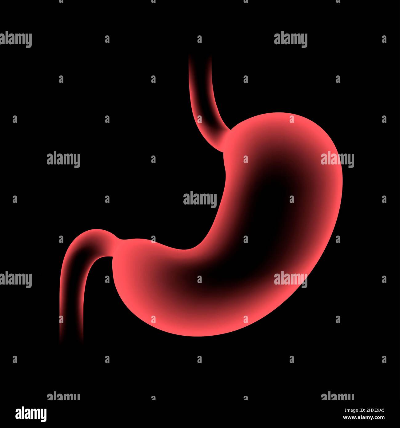 Lo stomaco, illustrazione Foto Stock