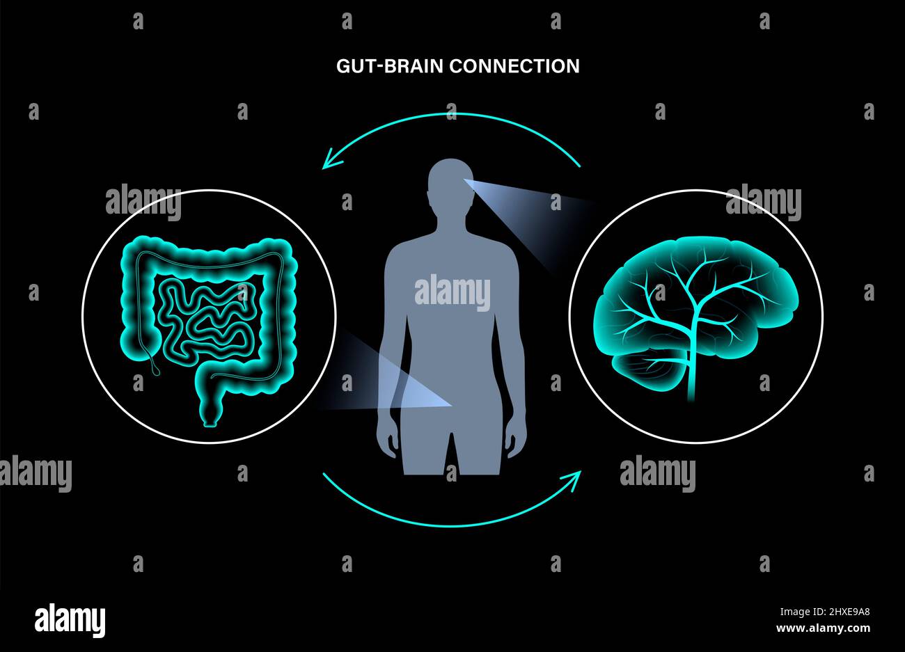 Connessione tra intestino e cervello, illustrazione Foto Stock
