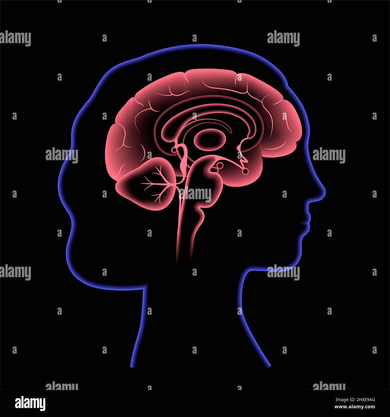 Corteccia cingolata immagini e fotografie stock ad alta risoluzione Alamy