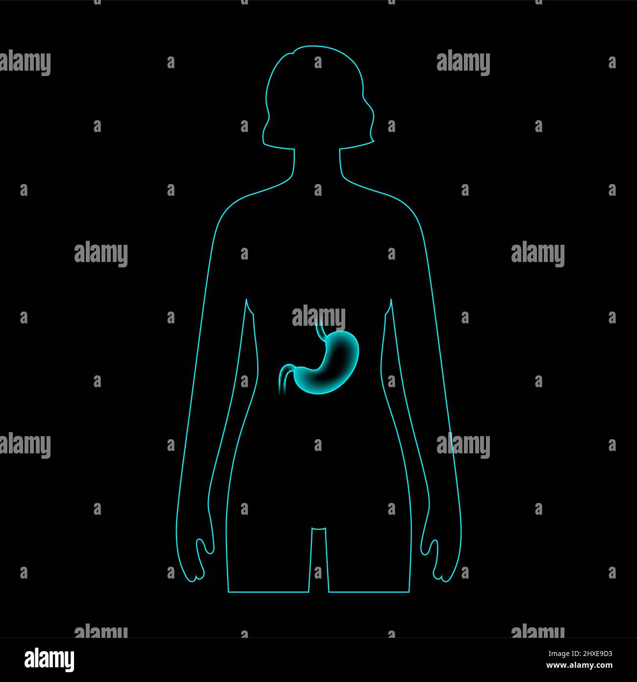 Lo stomaco, illustrazione Foto Stock