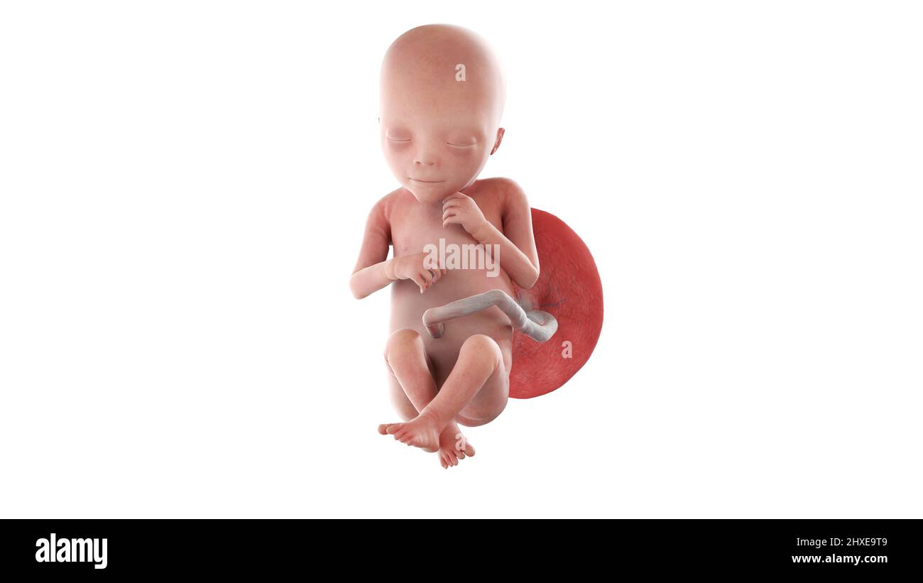 Feto umano alla settimana 18, illustrazione Foto Stock