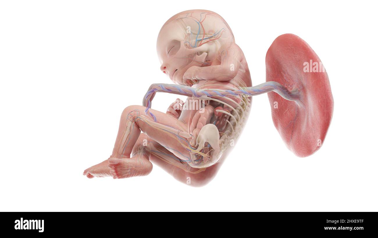 Anatomia del feto umano alla settimana 18, illustrazione Foto Stock