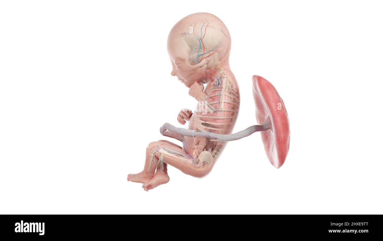 Anatomia del feto umano alla settimana 18, illustrazione Foto Stock
