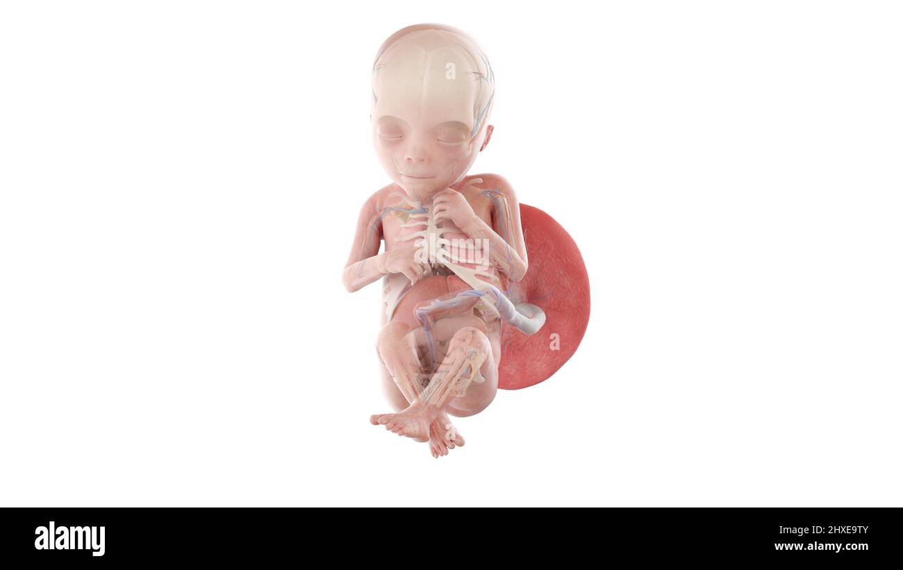 Anatomia del feto umano alla settimana 18, illustrazione Foto Stock