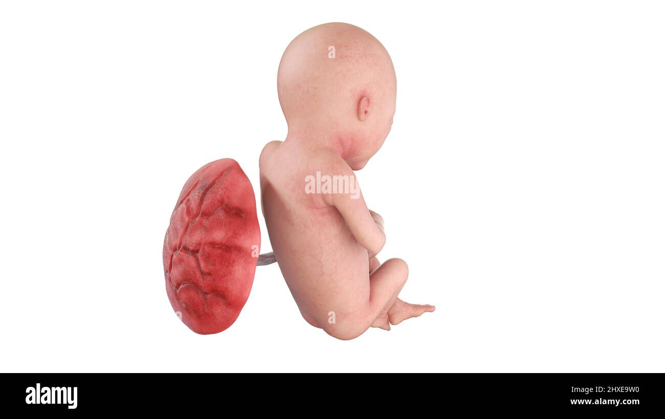Feto umano alla settimana 18, illustrazione Foto Stock