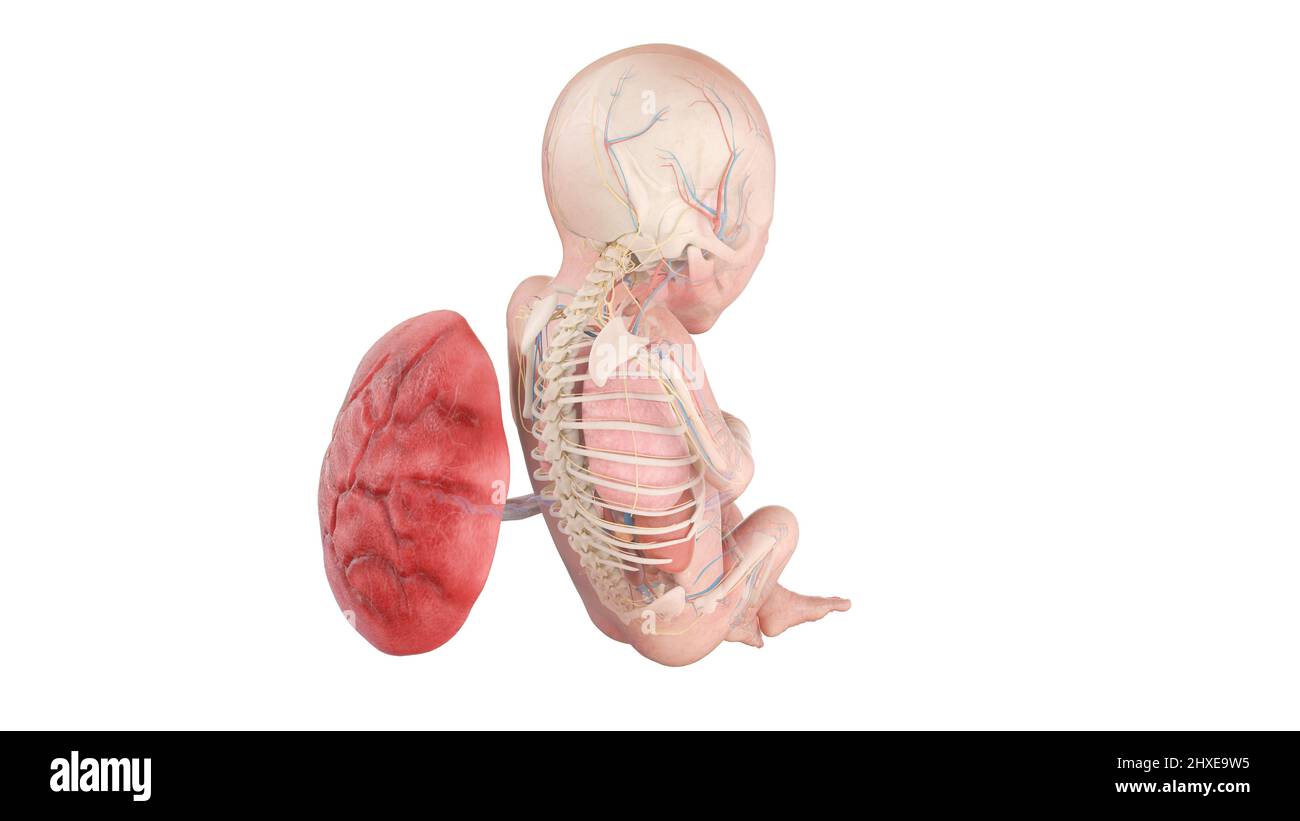 Anatomia del feto umano alla settimana 18, illustrazione Foto Stock
