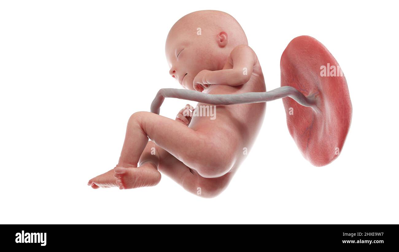 Feto umano alla settimana 18, illustrazione Foto Stock