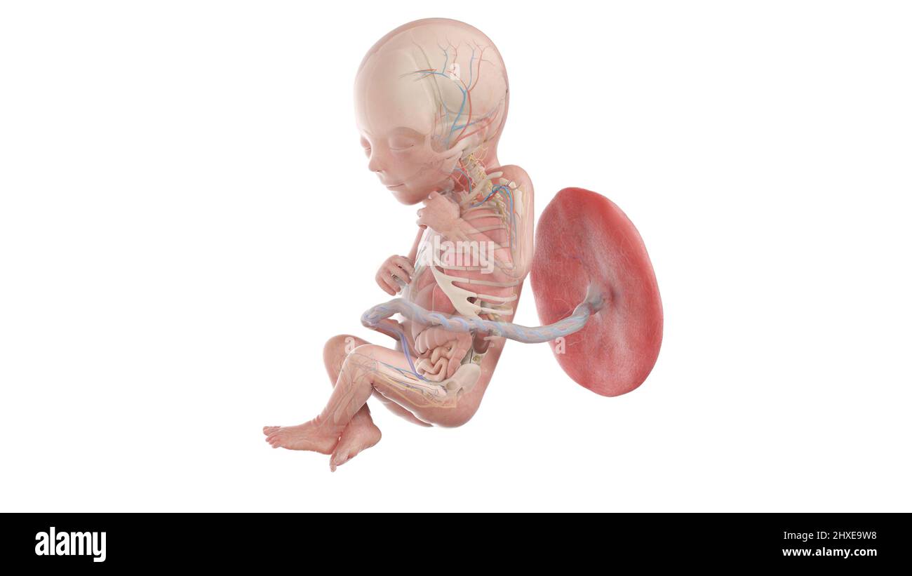 Anatomia del feto umano alla settimana 18, illustrazione Foto Stock
