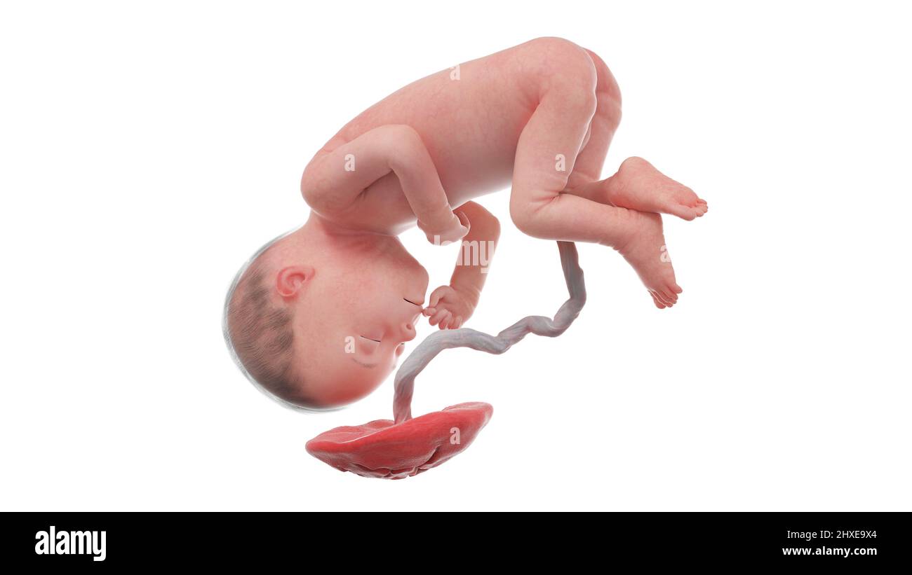 Feto umano alla settimana 27, illustrazione Foto Stock