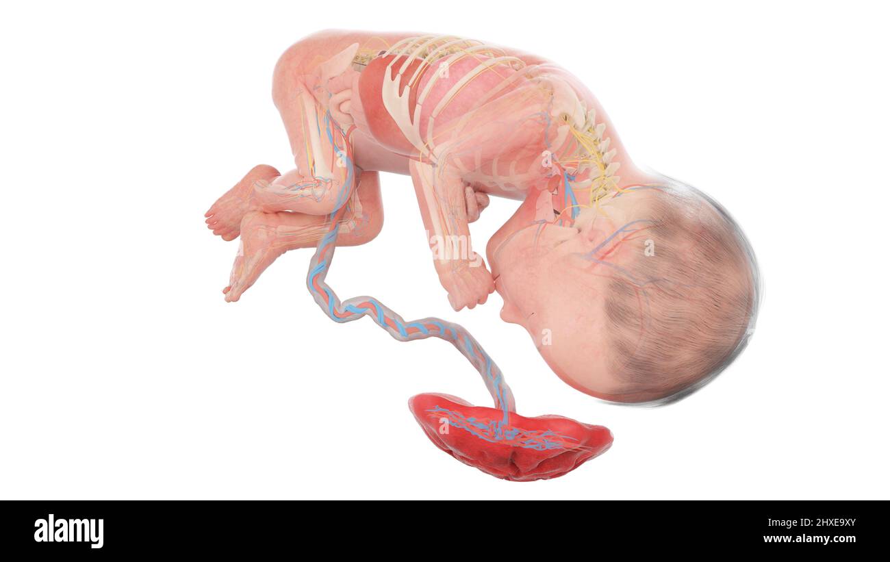 Anatomia del feto umano alla settimana 27, illustrazione Foto Stock