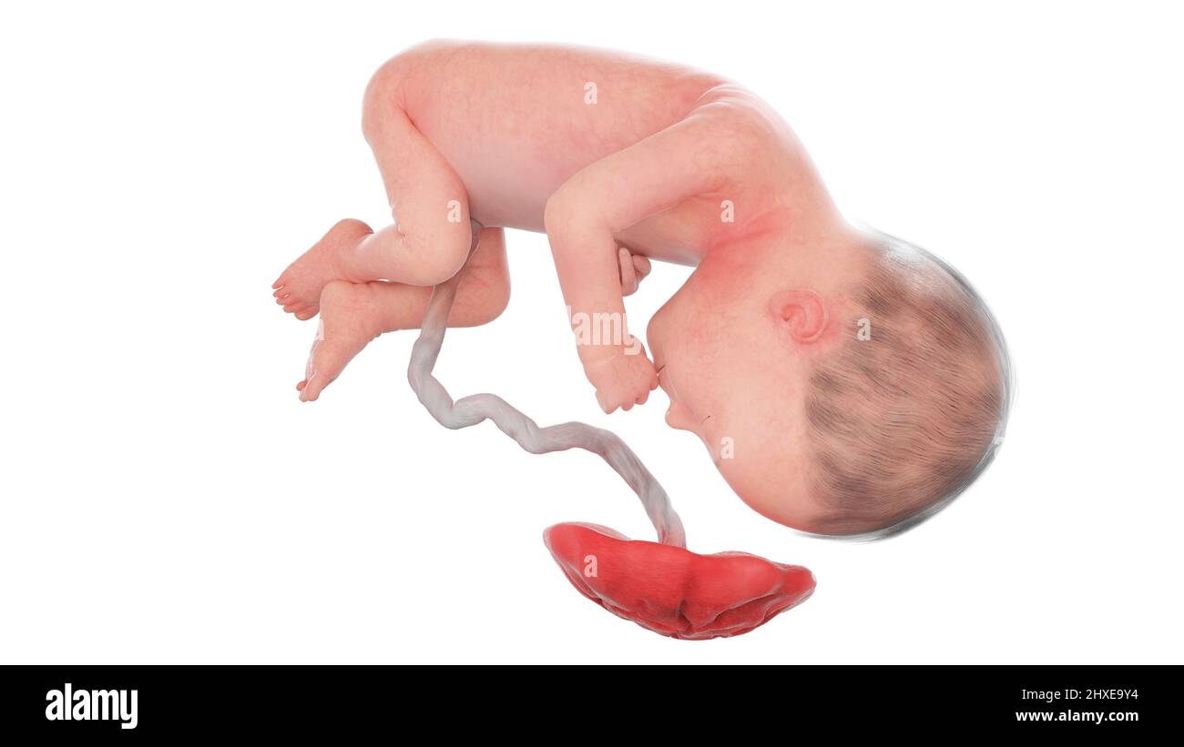 Feto umano alla settimana 27, illustrazione Foto Stock