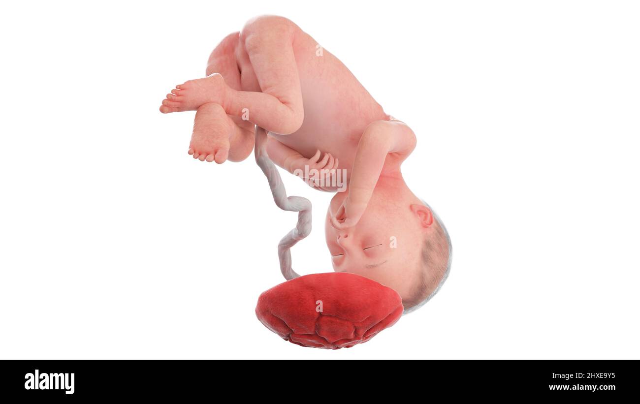 Feto umano alla settimana 27, illustrazione Foto Stock