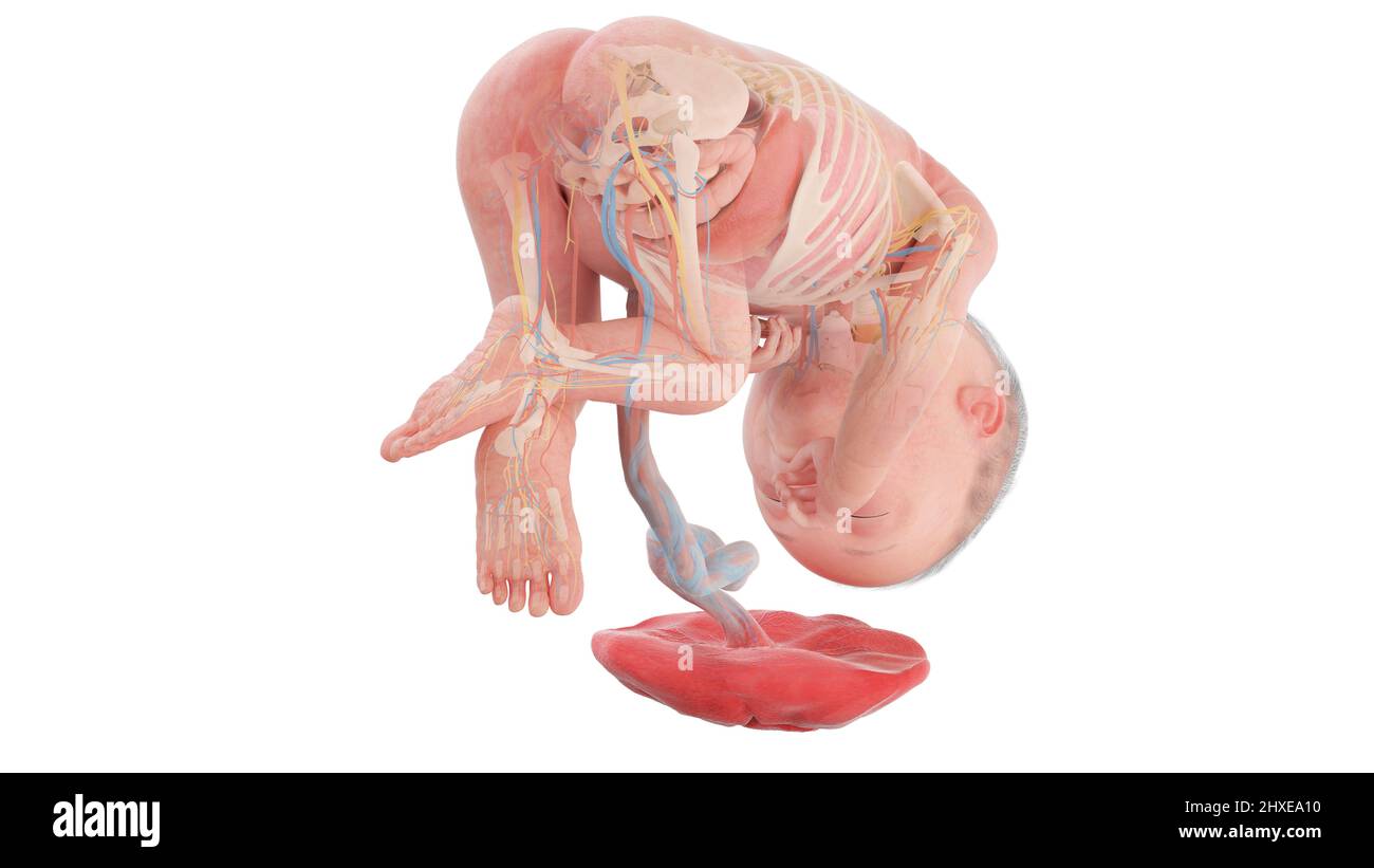 Anatomia del feto umano alla settimana 27, illustrazione Foto Stock