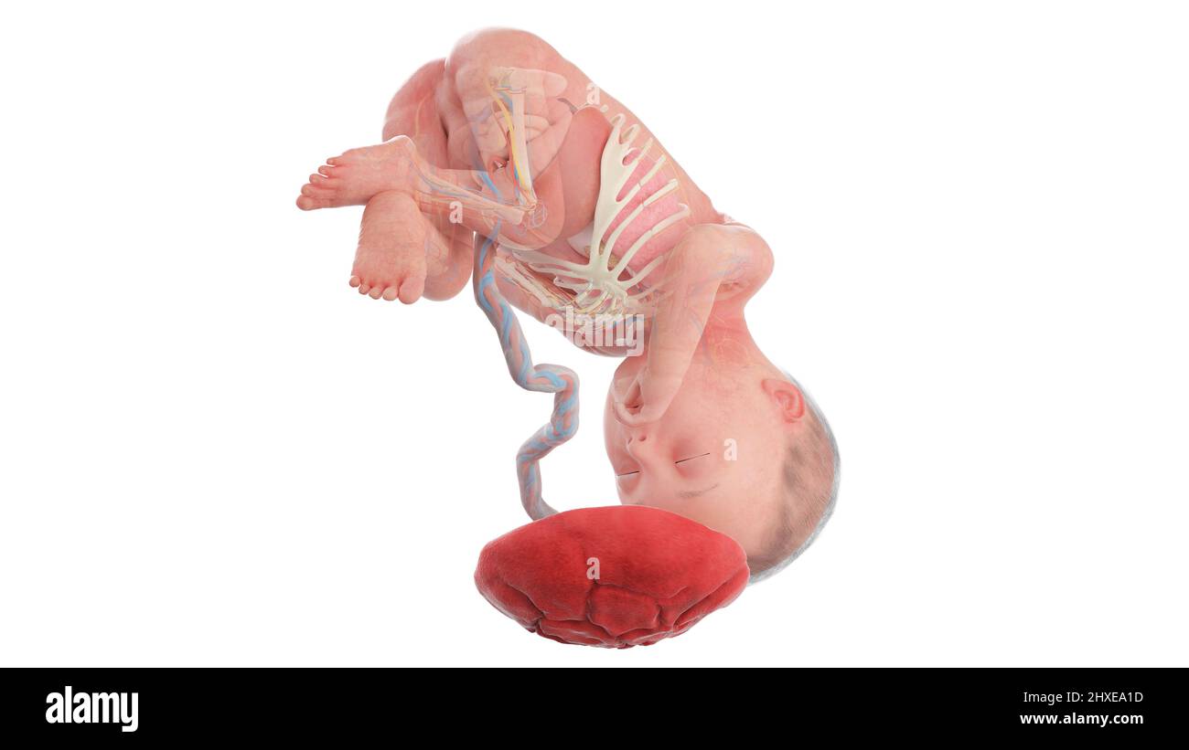 Anatomia del feto umano alla settimana 27, illustrazione Foto Stock