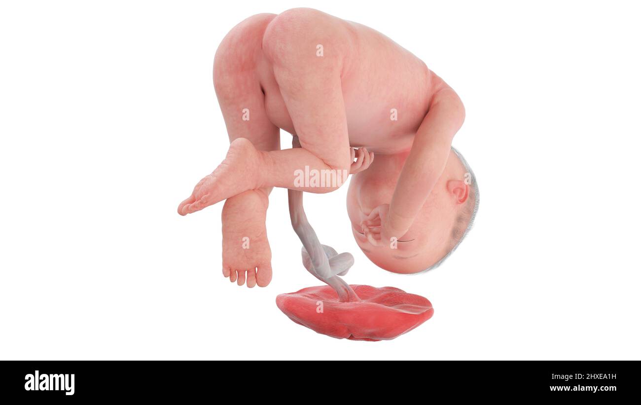 Feto umano alla settimana 27, illustrazione Foto Stock