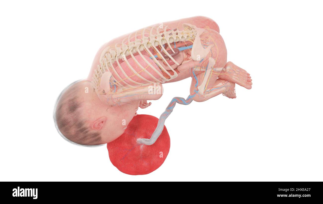 Anatomia del feto umano alla settimana 27, illustrazione Foto Stock