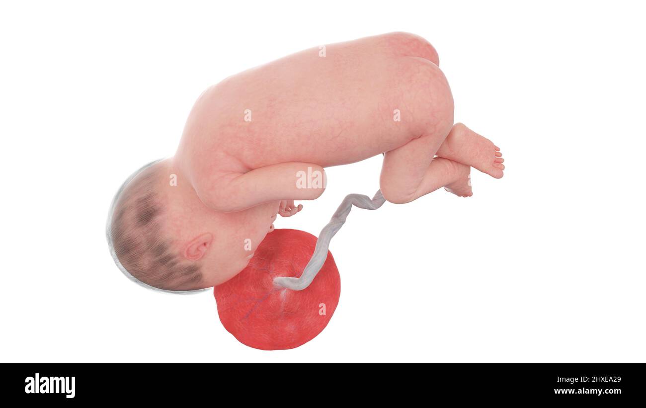 Feto umano alla settimana 27, illustrazione Foto Stock