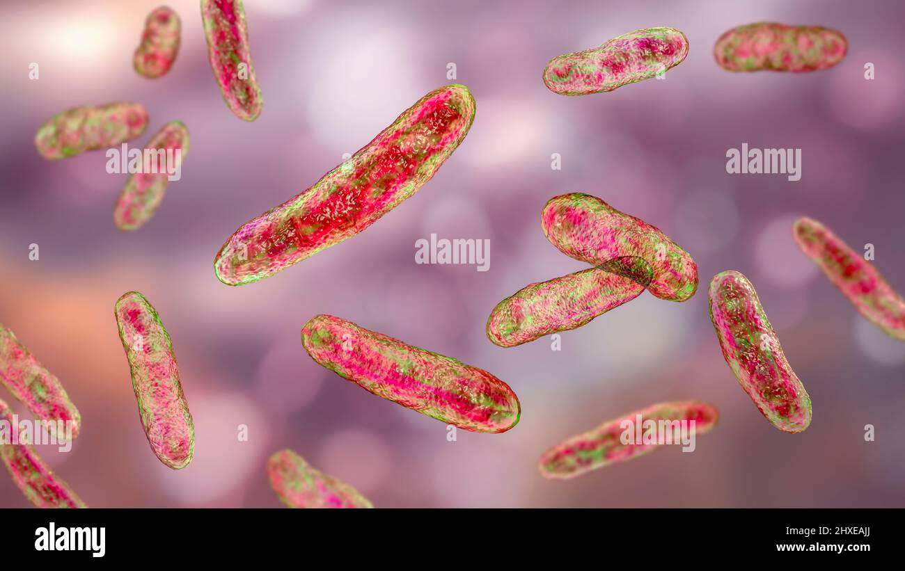 Sphingomonas batteri, illustrazione Foto Stock