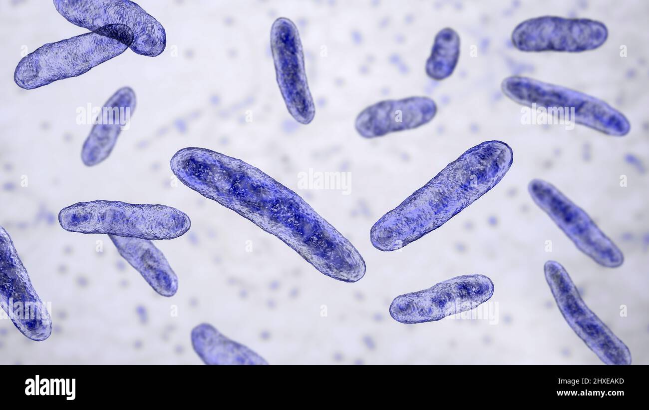 Sphingomonas batteri, illustrazione Foto Stock