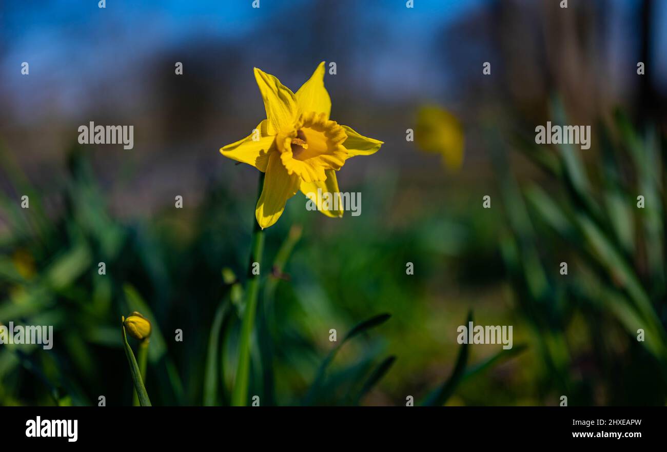 Colorati narcischi gialli e isolati fioriscono durante la primavera nel parco Foto Stock